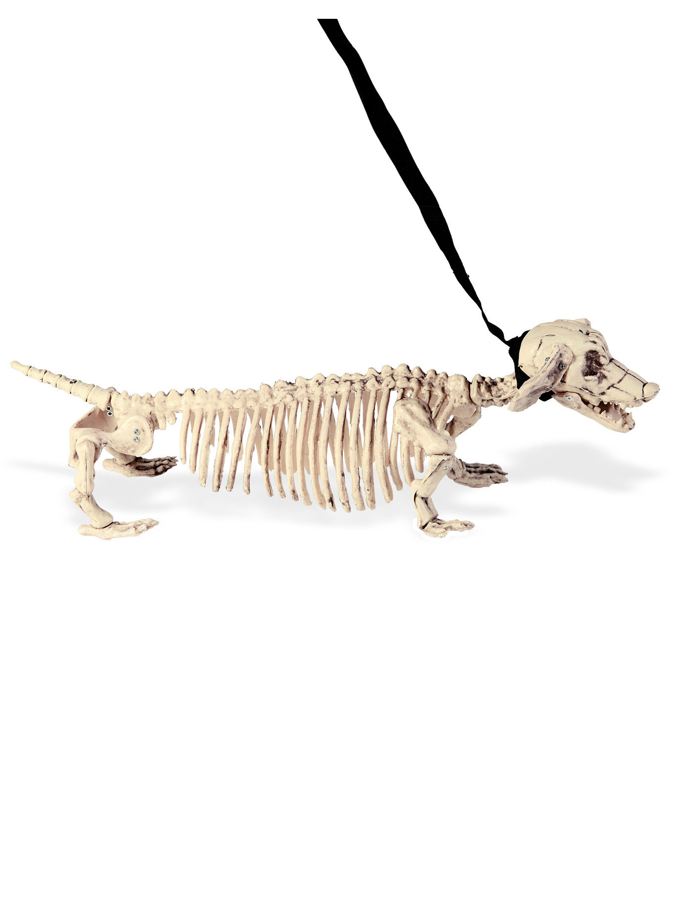 Hunde-Skelett an der Leine 55 cm beige