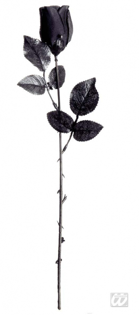 schwarze kurzstielige Rose