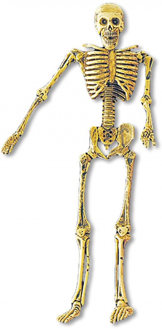 Bewegliches Mini Skelett